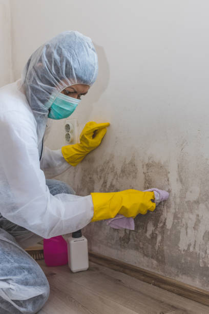 Trafford, PA Mold Removal Company