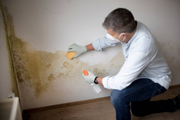 Best Black Mold Removal  in Trafford, PA